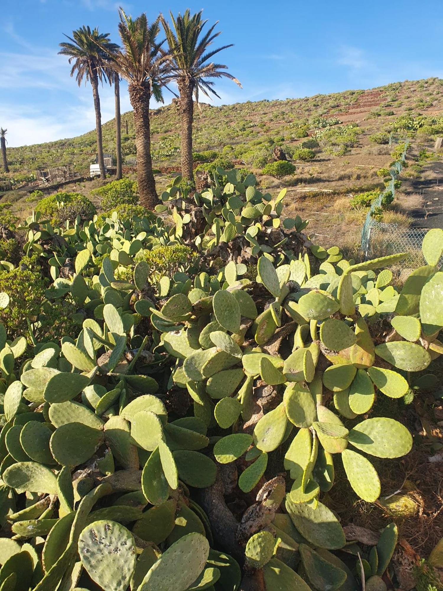 Casa La Tunera, Country House, Haria, Lanzarote Exterior photo